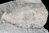 Cystoid Fossil (Holocystites) on Rock - Indiana #85703-2